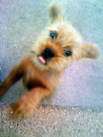 View from the top looking down at a fuzzy tan Papigriffon puppy who is jumped up against a stone step looking up. Its tongue is out.